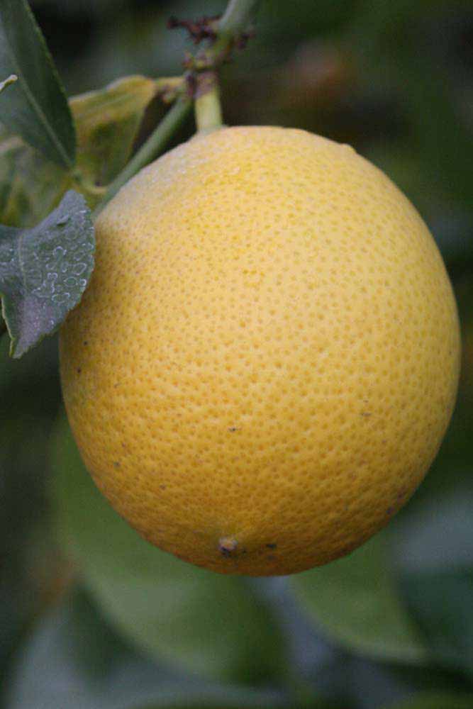            Fruit (Riverside, CA)   